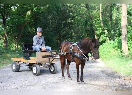 Weitere Ponys/Kleinpferde, Stute, 3 Jahre, 91 cm, Rappe