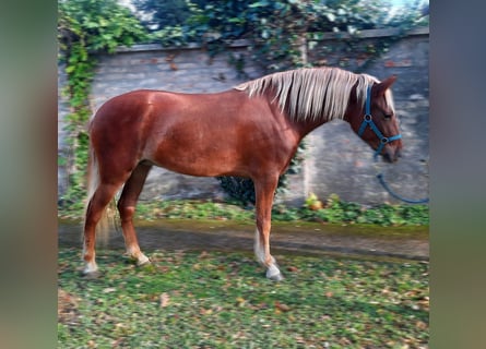 Weitere Ponys/Kleinpferde, Stute, 4 Jahre, 140 cm, Fuchs