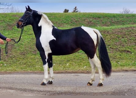 Weitere Ponys/Kleinpferde, Stute, 4 Jahre, 140 cm, Schecke