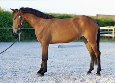 Weitere Ponys/Kleinpferde, Stute, 4 Jahre, 143 cm, Brauner