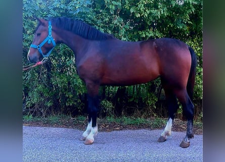 Weitere Ponys/Kleinpferde, Stute, 4 Jahre, 144 cm