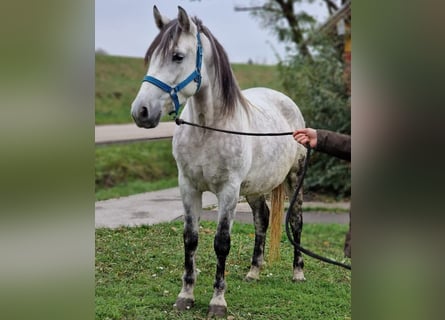 Weitere Ponys/Kleinpferde, Stute, 4 Jahre, 151 cm, Schimmel