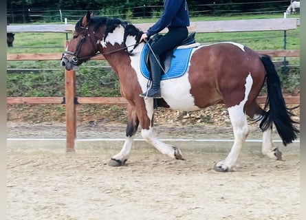 Weitere Ponys/Kleinpferde, Stute, 4 Jahre, 157 cm, Schecke