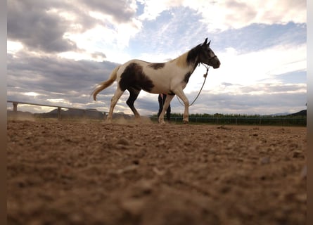 Weitere Ponys/Kleinpferde Mix, Stute, 5 Jahre, 140 cm, Kann Schimmel werden