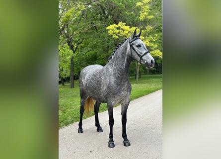 Weitere Ponys/Kleinpferde, Stute, 5 Jahre, 145 cm, Apfelschimmel