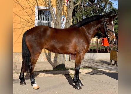 Weitere Ponys/Kleinpferde, Stute, 5 Jahre, 146 cm, Brauner