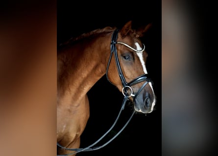 Weitere Ponys/Kleinpferde, Stute, 5 Jahre, 146 cm