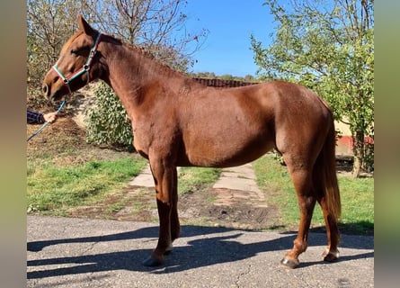 Weitere Ponys/Kleinpferde, Stute, 5 Jahre, 148 cm, Fuchs