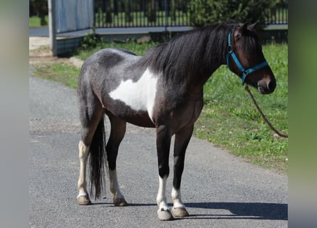 Weitere Ponys/Kleinpferde, Stute, 6 Jahre, 120 cm, Schecke
