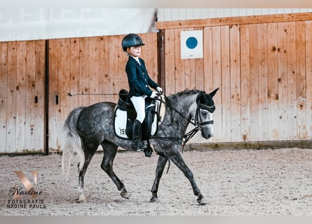 Weitere Ponys/Kleinpferde, Stute, 6 Jahre, 124 cm, Apfelschimmel