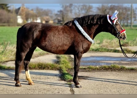 Weitere Ponys/Kleinpferde, Stute, 6 Jahre, 145 cm, Brauner