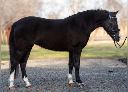 Weitere Ponys/Kleinpferde, Stute, 6 Jahre, 145 cm