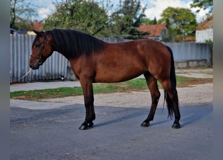 Weitere Ponys/Kleinpferde, Stute, 6 Jahre, 150 cm, Brauner