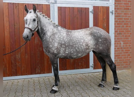 Weitere Ponys/Kleinpferde, Stute, 6 Jahre, 152 cm