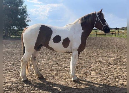 Weitere Ponys/Kleinpferde, Stute, 6 Jahre, 153 cm, Schecke