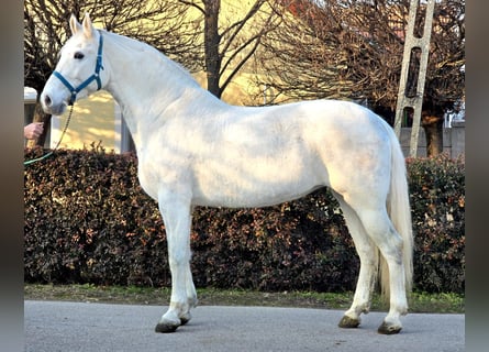 Weitere Ponys/Kleinpferde, Stute, 6 Jahre, 163 cm, Schimmel