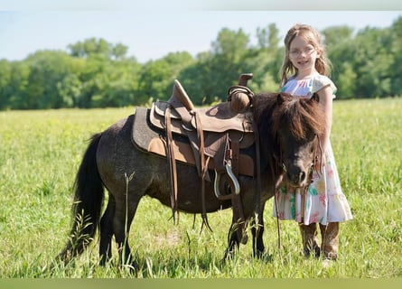 Weitere Ponys/Kleinpferde, Stute, 6 Jahre, 69 cm, Roan-Blue