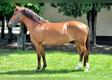 Weitere Ponys/Kleinpferde, Stute, 7 Jahre, 140 cm