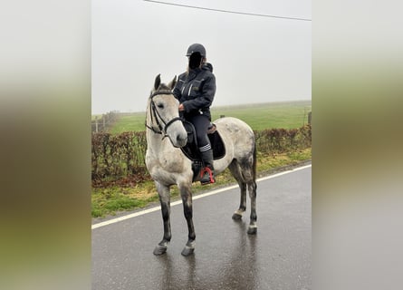Weitere Ponys/Kleinpferde Mix, Stute, 7 Jahre, 146 cm, Schimmel