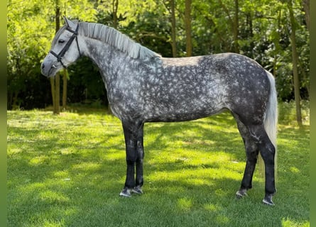 Weitere Ponys/Kleinpferde, Stute, 7 Jahre, 148 cm, Apfelschimmel