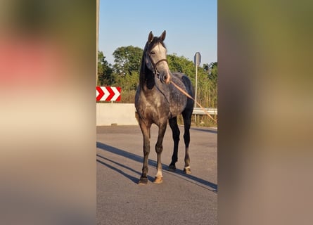 Weitere Ponys/Kleinpferde, Stute, 7 Jahre, 157 cm, Schimmel
