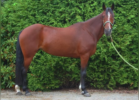 Weitere Ponys/Kleinpferde Mix, Stute, 8 Jahre, 151 cm, Brauner