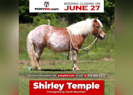 Weitere Ponys/Kleinpferde, Stute, 9 Jahre, 89 cm