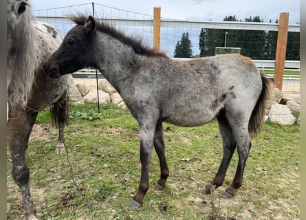 Weitere Ponys/Kleinpferde, Stute, Fohlen (06/2023), 90 cm, Rappschimmel