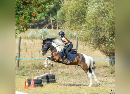 Weitere Ponys/Kleinpferde, Wallach, 10 Jahre, 140 cm, Schecke