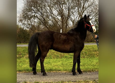 Weitere Ponys/Kleinpferde, Wallach, 10 Jahre, 142 cm, Dunkelbrauner