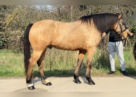 Weitere Ponys/Kleinpferde, Wallach, 10 Jahre, 157 cm