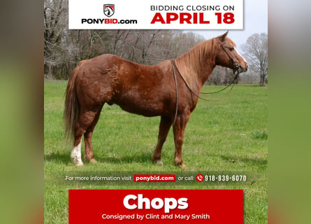 Weitere Ponys/Kleinpferde, Wallach, 11 Jahre, 130 cm, Rotfuchs