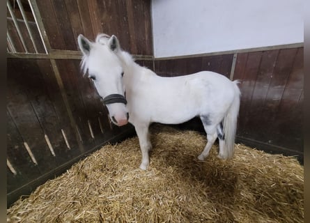 Weitere Ponys/Kleinpferde, Wallach, 11 Jahre, 135 cm