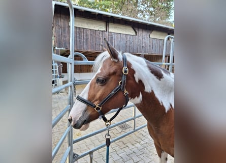 Weitere Ponys/Kleinpferde Mix, Wallach, 13 Jahre, 142 cm, Schecke