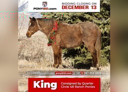 Weitere Ponys/Kleinpferde, Wallach, 14 Jahre, 127 cm, Roan-Red