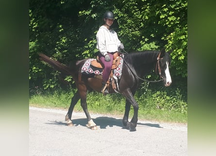 Weitere Ponys/Kleinpferde, Wallach, 14 Jahre, 147 cm, Rappe