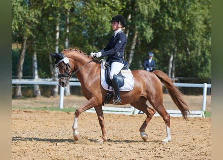 Weitere Ponys/Kleinpferde, Wallach, 14 Jahre, 148 cm