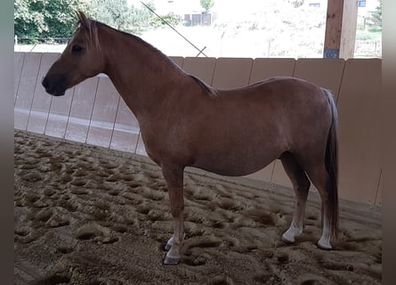 Weitere Ponys/Kleinpferde, Wallach, 16 Jahre, 126 cm, Falbe