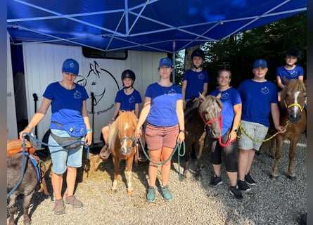 Weitere Ponys/Kleinpferde, Wallach, 17 Jahre, 97 cm, Schecke