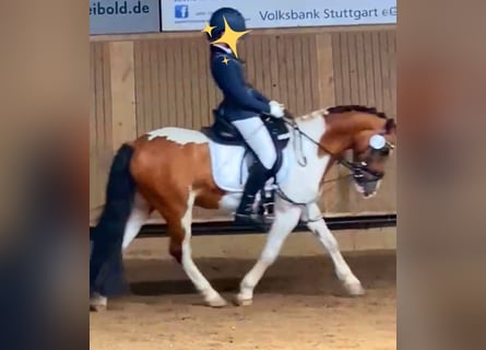 Weitere Ponys/Kleinpferde, Wallach, 19 Jahre, 130 cm, Schecke