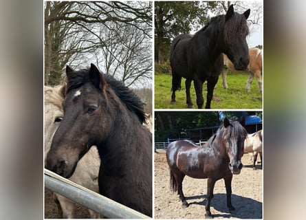 Weitere Ponys/Kleinpferde, Wallach, 21 Jahre, 145 cm