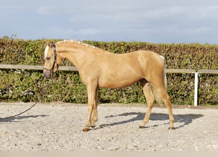 Weitere Ponys/Kleinpferde, Wallach, 2 Jahre, 145 cm, Palomino