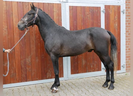 Weitere Ponys/Kleinpferde, Wallach, 2 Jahre, 154 cm