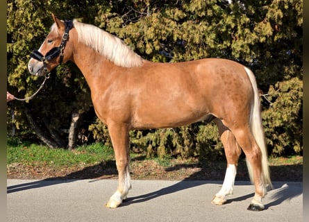 Weitere Ponys/Kleinpferde, Wallach, 3 Jahre, 147 cm