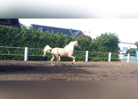 Weitere Ponys/Kleinpferde, Wallach, 3 Jahre, 149 cm, Palomino