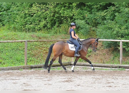 Weitere Ponys/Kleinpferde, Wallach, 3 Jahre, 150 cm, Brauner