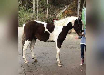 Weitere Ponys/Kleinpferde, Wallach, 3 Jahre, 150 cm, Schecke