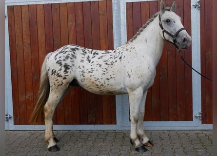 Weitere Ponys/Kleinpferde, Wallach, 3 Jahre, 153 cm
