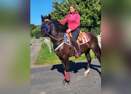Weitere Ponys/Kleinpferde, Wallach, 3 Jahre, 153 cm, Rappe
