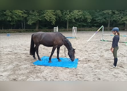 Weitere Ponys/Kleinpferde, Wallach, 3 Jahre, 156 cm, Dunkelbrauner